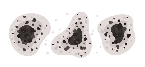 Best Comprehensive Air Testing for Mold Contaminants  in Maywood, NJ