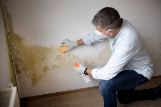 Best Mold Remediation for Healthcare Facilities  in Maywood, NJ