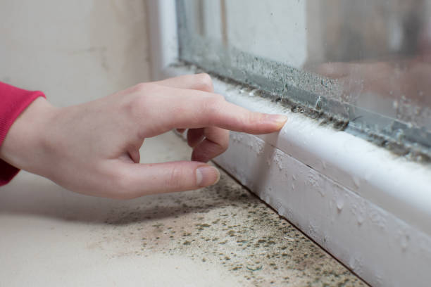 Best Black Mold Removal  in Maywood, NJ